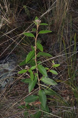 Image of Golden Pomaderris (Pomaderris intermedia) by (c) Thomas Mesaglio, some rights reserved (CC BY)