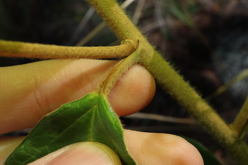 Image of Pomaderris intermedia by (c) Thomas Mesaglio, some rights reserved (CC BY)