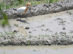 Bubulcus ibis