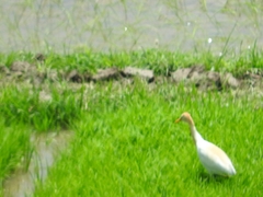 Bubulcus ibis