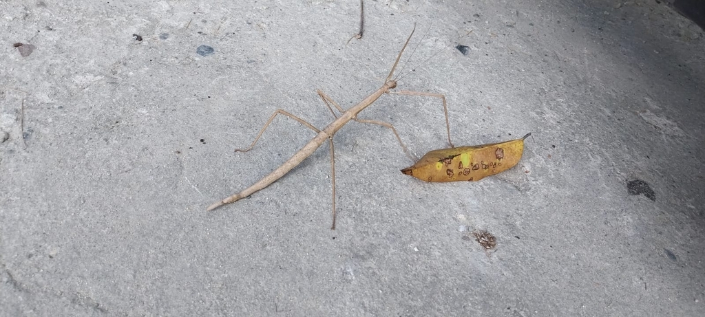 Davis Damaledo's Stick Insect