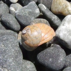 Micrelenchus tessellatus