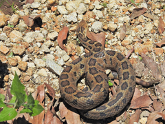 Crotalus ravus
