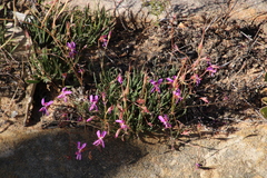 Pelargonium coronopifolium