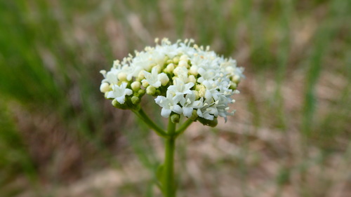 Image of Valeriana uliginosa by no rights reserved