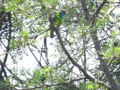 Psilopogon asiaticus