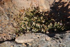 Erica recurvifolia
