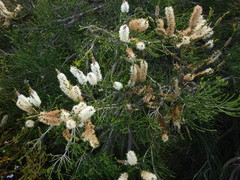 Melaleuca huegelii