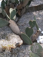 Opuntia dulcis