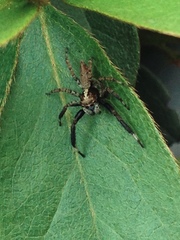 Asaphobelis physonychus