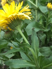 Calendula officinalis
