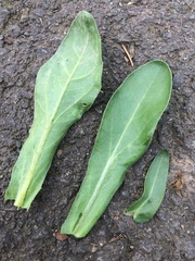 Calendula officinalis