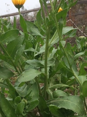 Calendula officinalis