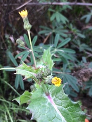 Sonchus asper