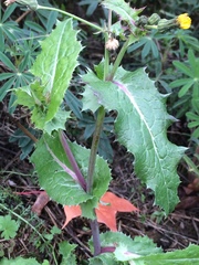 Sonchus asper