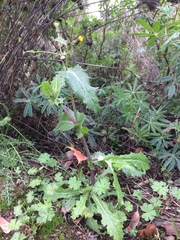 Sonchus asper