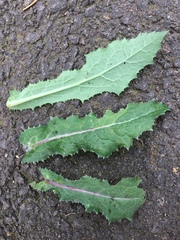 Sonchus asper