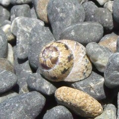 Micrelenchus tessellatus