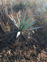 Yucca pallida