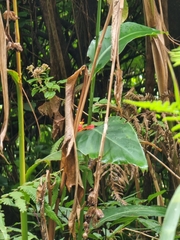 Canna indica image