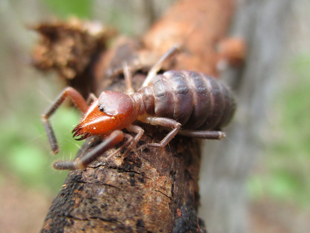 Ammotrecha itzaana