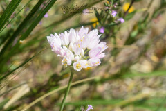 Image of Allium roseum