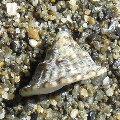 Coelotrochus viridis