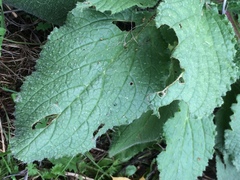Digitalis purpurea