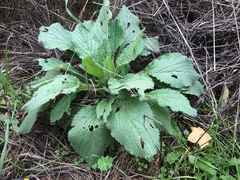 Digitalis purpurea