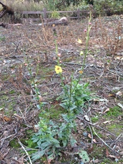 Verbascum blattaria