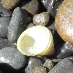 Micrelenchus purpureus