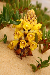 Cistanche phelypaea