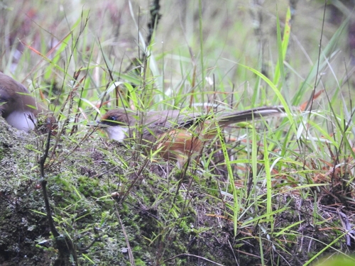 Pterorhinus albogularis