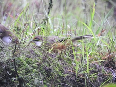 Pterorhinus albogularis
