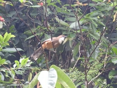 Pterorhinus albogularis