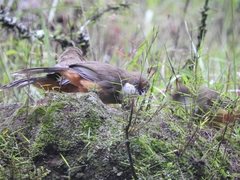 Pterorhinus albogularis