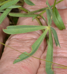 Lupinus subvexus fluviatilis