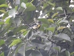 Machlolophus xanthogenys