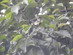 Machlolophus xanthogenys