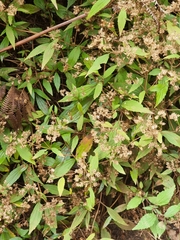 Ageratina riparia image