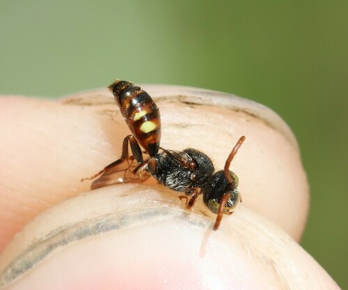 Nomad Bee
