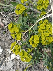 Euphorbia glareosa, photograph Vladimir Atachkin, CC BY, iNaturalist via GBIF