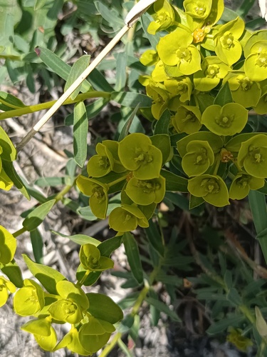 Euphorbia glareosa, photograph 3