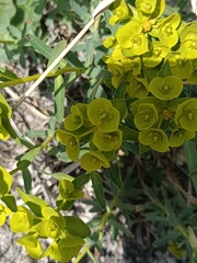 Euphorbia glareosa, photograph Vladimir Atachkin, CC BY, iNaturalist via GBIF