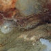 Palaemon macrodactylus - Photo (c) Stefan, μερικά δικαιώματα διατηρούνται (CC BY-NC), uploaded by Stefan