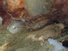 Oriental Shrimp - Photo (c) Stefan, some rights reserved (CC BY-NC), uploaded by Stefan