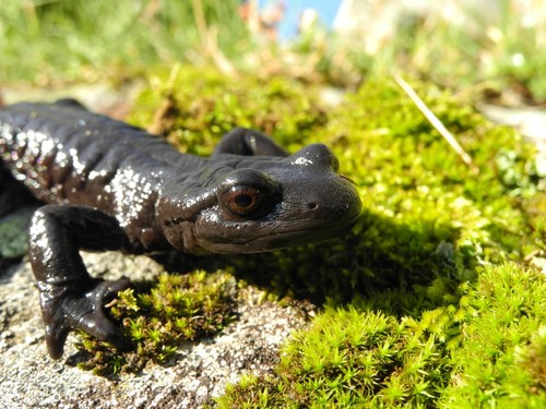 Lanza's Alpine Salamander, photo 2 of 7