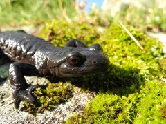 Lanza's Alpine Salamander photo 1
