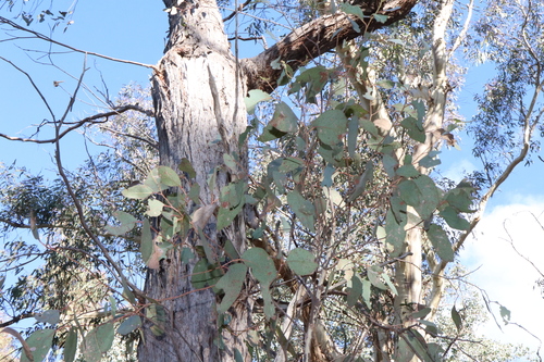 Image of Eucalyptus macrorhyncha by (c) Thomas Mesaglio, some rights reserved (CC BY)