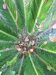 Dioon